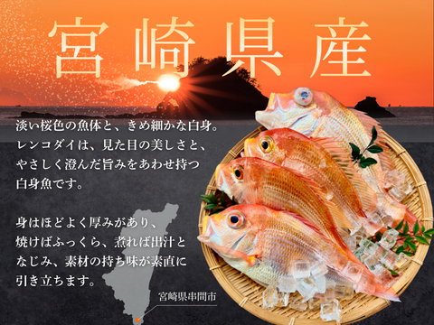 【唐揚げ・南蛮漬けに】小さめレンコダイ（１kg）