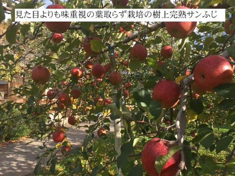 あなたの大切な人に！「GOKURINGO（極林檎）」新発売！ほどよい酸味の後にくる余韻の長い甘さ！樹上完熟蜜入りサンふじを使ったこだわりのリンゴジュース。720ml×２本
