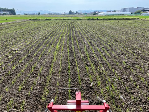 🏆未来を耕すお米賞【にじのきらめき白米5kg】【節水型乾田直播栽培】新しい栽培方法の特別なお米限定販売/新潟県令和７年産新米