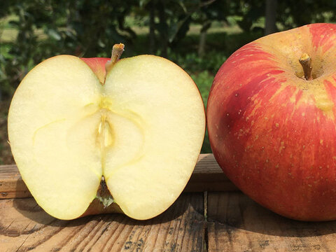 夏りんごと言えば！ りんご 訳あり小玉 サンつがる 約4.5キロ18-28玉 復興支援 早期予約特典 #SAT0E045