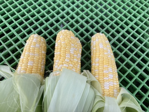 🌽【朝採れ・農家直送】訳あり 長野県産 甘々娘 15〜20本 クール便発送 家庭用