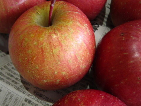 樹上完熟サンふじ 小玉 家庭用 総重量 約4.3kg前後 青森県 南部地方産 自家りんご農園生産直送品！