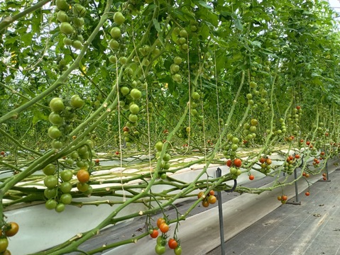 すっきりとした味わい！中玉トマト「シンディスイート」（ご家庭用・２kg）