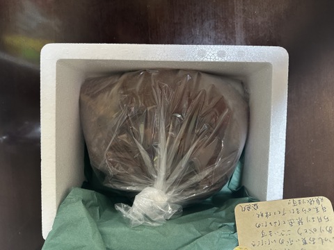 小泊産‼赤なまこ1kg（大、小込み）
4月末まで