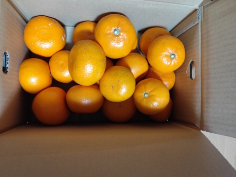 極ウマせとか 約5kg 【訳あり品、ご家庭用】