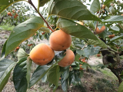 手軽に楽しむ！甘くてジューシー！まーくん家のたねなし柿5キロ箱　農家直送♪