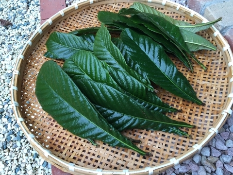 【自然栽培】枇杷の葉（生葉）10枚🌿 兵庫県有馬温泉の麓よりお届け♨️ ビワ びわの葉