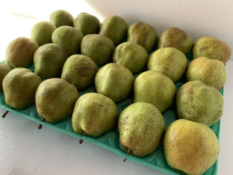 山形特選ラフランス加工用5キロ【コンポートなどに】