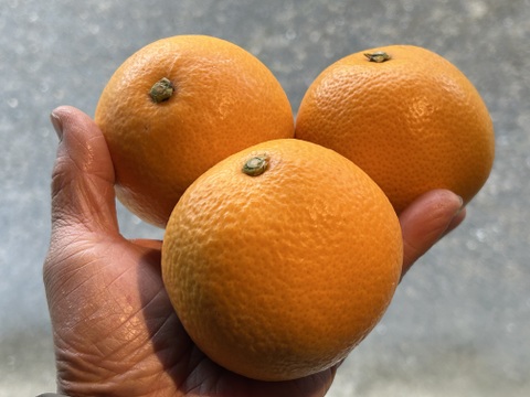 紀の川　八朔　小玉Sサイズ10kg（箱込み）格安！　おいしさは一緒！