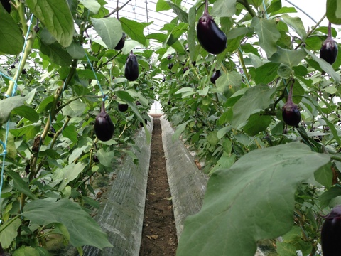 泉州水なす漬8個（優・ポリ袋）夏ギフト