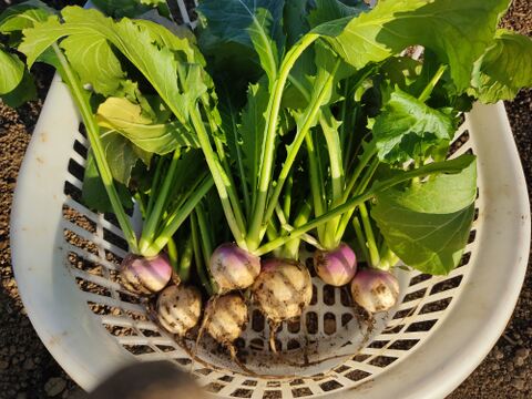 ✨農薬・化成肥料不使用のコカブ食べ比べセット750g✨