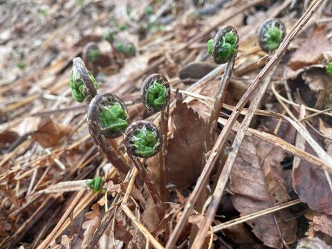 多彩なお料理に使える便利な山菜！赤こごみ(イッポンワラビ)３００ｇ