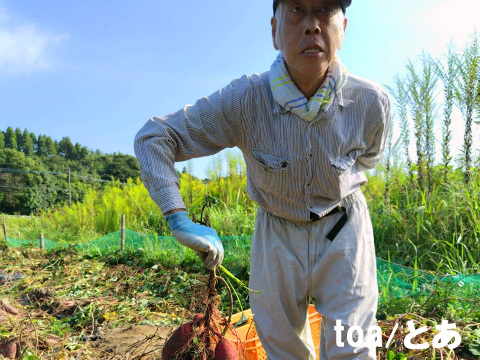 本場鹿児島産の甘～い べにはるか（さつまいも）5kg