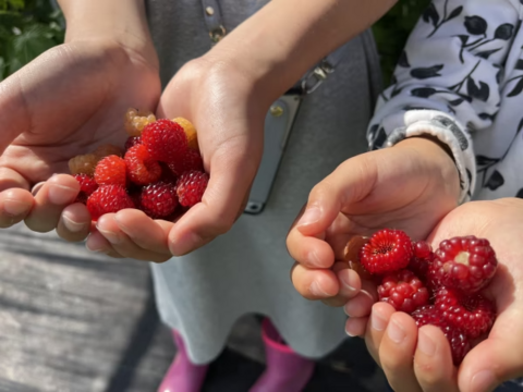 珍しい木苺【レッドドリーム】自然栽培で大切に育てました (1kg)