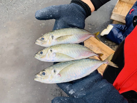 旬真っ盛り！マアジ１ｋｇボックス100~200g/尾【５月～期間限定・水揚げ無くなり次第終了】※下処理なし≪発泡スチロール箱≫