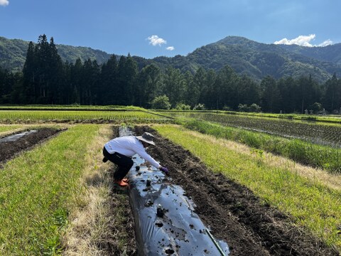 旬の野菜を堪能できる。朝採れ自然栽培野菜とハーブのセット　５～７種類　約１～２kg