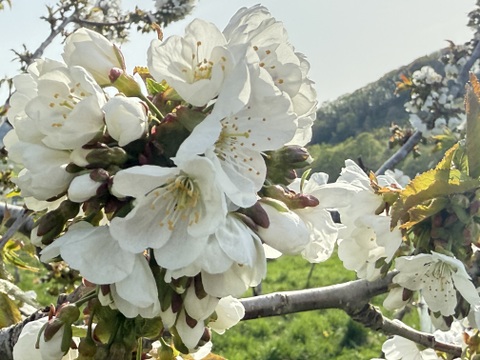 特朝採れさくらんぼ　１キロ　※売り切れたらご注文いただいててもキャンセルさせていただくことになります