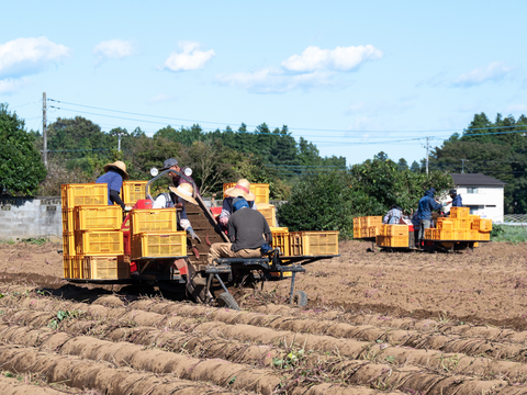 濃厚で上品な甘さ！ほしいも『べにはるか』平干し1kg(250g×4)