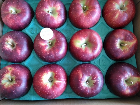 深紅色が目を引くりんご　秋映　家庭用（8個から12個）