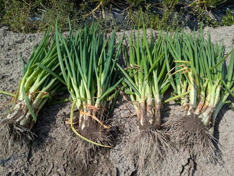 甘さと辛さの絶妙なバランス！『九州博多』のワケギ