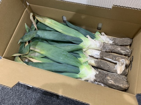 【冬ギフト】《3L 13～14本》厳冬期！姿は△、味は◎！お蚕さまも手伝う「泥付き下仁田ねぎ」