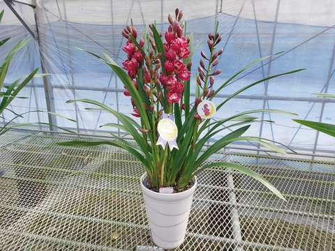 【年末予約用】陶器鉢入シンビジウム（５本立)