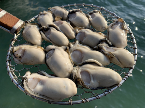 美味しさを大切な人に。広島産生牡蠣セット化粧箱入り　殻つき10個＋むき身400g　生商用　お歳暮用　清浄海域
