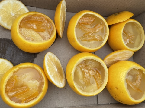 国産グレープフルーツ（ホワイト）　【農薬　防カビ剤　ワックス未使用】
箱込み約2キロ　（5個～6個）