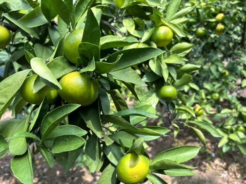 今が旬！極早生みかん（大小混合5㎏入り）