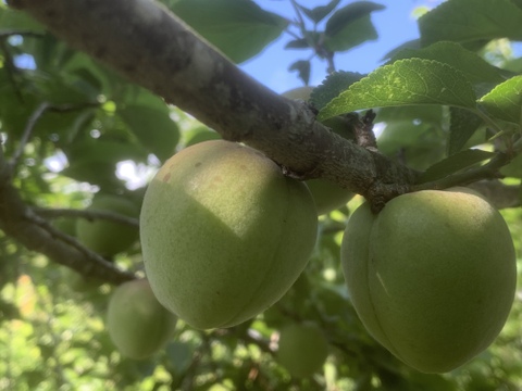 まじりっけなし！自然栽培 梅干用｢杉田梅｣1.7kg