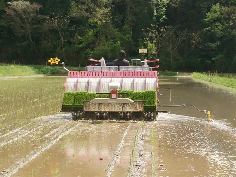 つきあかり玄米20㎏(10㎏×2) 令和7年 神石高原町産 肌のうるおいを保つ「グルコシルセラミド」を豊富に含む美容米！