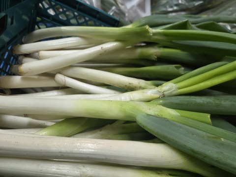 【同梱発送】自然栽培大根×ネギ