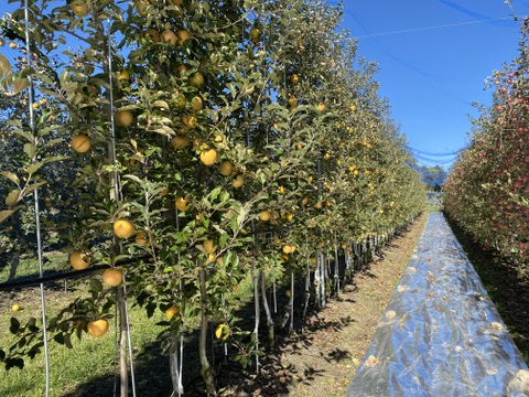 赤果肉りんご　きらめき✨