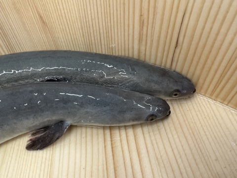 「【食欲の秋到来!!】」【幻の海水うなぎ】【ミシュラン御用達】【伊勢神宮奉納うなぎ】【限定生産】海水育ちの〝天草藍うなぎ〟紅白3～4セット