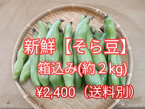 新鮮【そら豆】『甘くてふっくら柔らか』有機堆肥たっぷり　発送当日収穫　(箱込み約２kg）