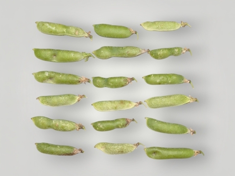 ※訳あり【常温便】希少なエンドウ豆「アラスカ」1.0kg
