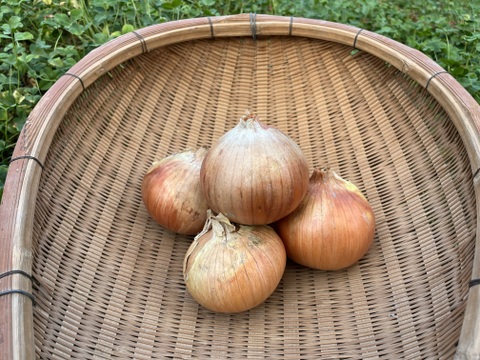 【自然栽培】旨み凝縮！徳島県産 農家の愛情たっぷり玉ねぎ(晩生)5kg