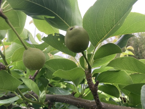 糖度13度以上☆梨の王様、『新高梨』5kg（5-8個）