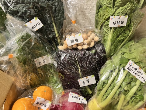 【数量限定☆春セット🎁】栄養いっぱい！お得いっぱい！旬の春野菜詰め合わせ箱☆🥗🥕🥦＋春キャベツ付き🥬