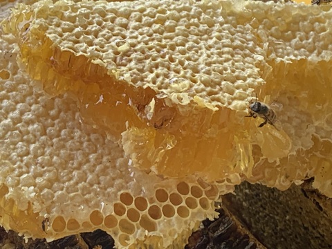 希少な日本蜜蜂、日本ミツバチの生はちみつ　５００g X２本