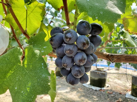 期間限定 種なし皮ごと ナガノパープル４ｋｇバラ粒 8月発送 愛媛県産 食べチョク 農家 漁師の産直ネット通販 旬の食材を生産者直送