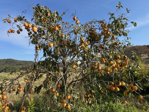 吊るし柿用西条柿
