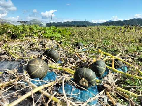 栗っプチ(約1kg 3-6玉）★チッチャく甘い！栗カボチャ界の一寸法師！【冬ギフト】
