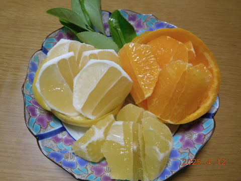 【食べ比べ】🍊『伊豆産』/　ﾆｭｰｻﾏｰｵﾚﾝｼﾞ・黄金柑（おうごんかん）・農（みのり）６号　初夏の味覚３種セット！                   
    ご家庭で・ご贈答に　/　約 2.0㎏
