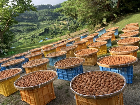 【農薬不使用・無添加】南高梅白干し800グラム