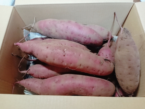 【自然栽培】さつまいも