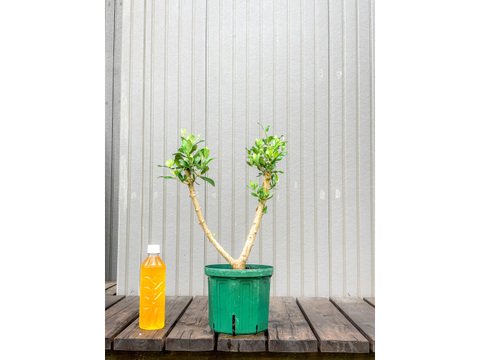 オリーブ 鉢植え ワラサ｜育てやすい シンボルツリー・盆栽にも最適　12