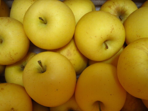 樹上完熟 有袋はるか 小玉 家庭用 総重量 約4.3kg 青森県 南部地方産 自家りんご農園生産直送品！