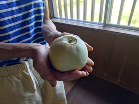 奥出雲産自然栽培ニューメロン(1.5kg)