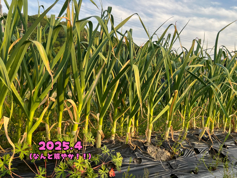 【自然農法で栄養満点】にんにく⭐︎500g⭐︎尾道市産【農薬•肥料　不使用】